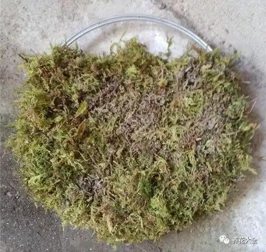 4,包棕皮将棕皮包在水苔外边,用铁丝穿透固定住,多肉生长的基质准备