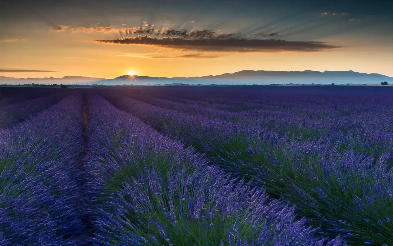 大自然,薰衣草,花,唯美意境,花草植物 植物壁纸:唯美薰衣草高清花海