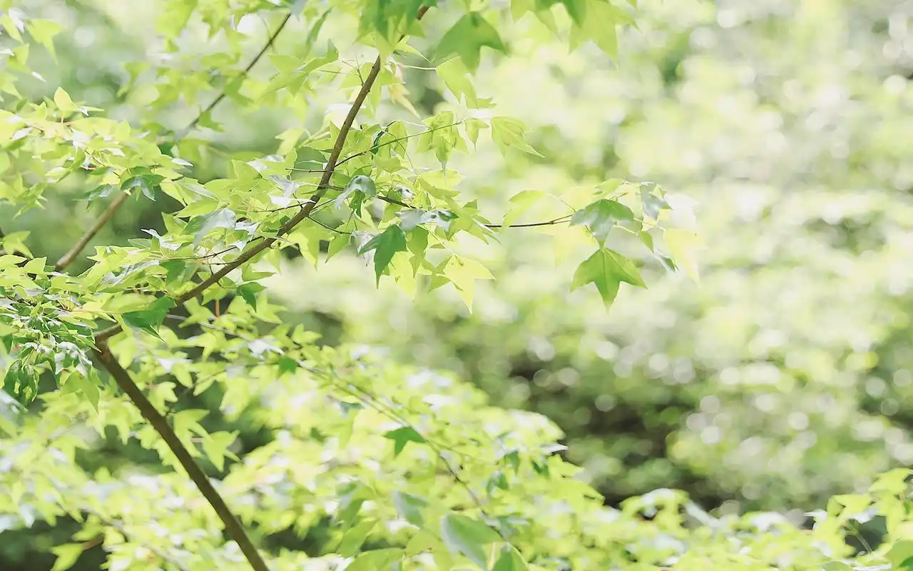 清新绿色护眼植物图片电脑桌面壁纸