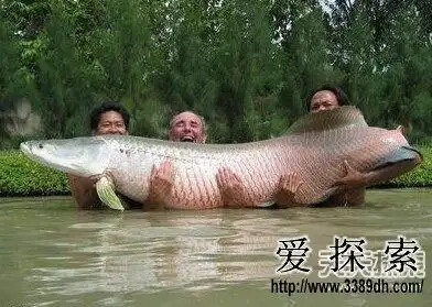 巴西巨骨舌鱼但是对于生活在东南亚河水中的黑鱼来说,巨骨舌鱼就显得"