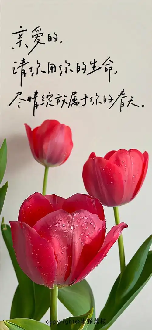 手机壁纸##春日壁纸