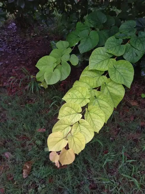 植物之美 紫荆花叶子