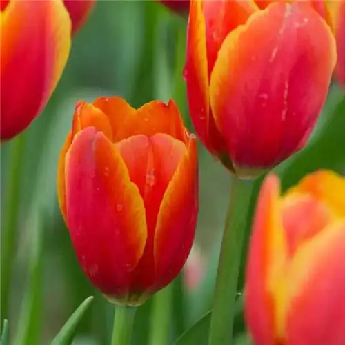 高雅美丽的郁金香花头像图片