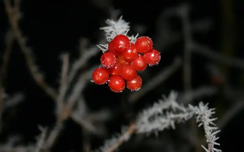 电脑壁纸 花卉 果蔬 冬日红色的浆果