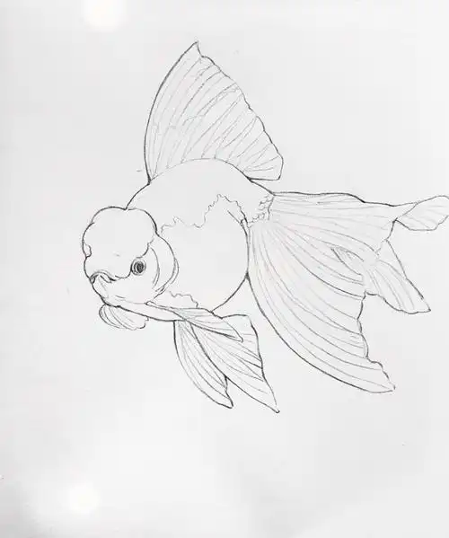 金鱼白描线稿资料,尽管拿走-墨尖族