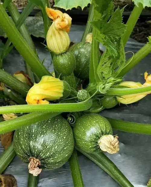 特色观赏基地大田香蕉西葫芦种子黄皮圆西葫芦种籽四季播蔬菜种孑