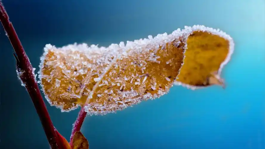 精选晶莹剔透的雪花图片高清电脑壁纸