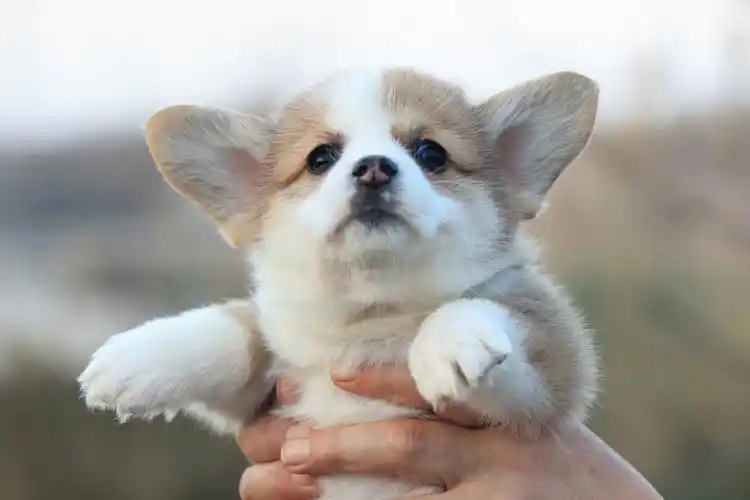 大眼萌娃小柯基