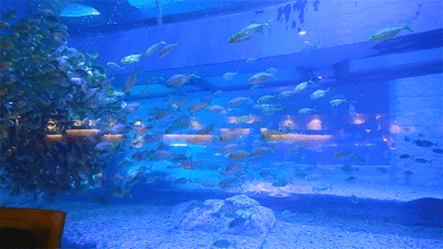 水鱼情动态画图欣赏