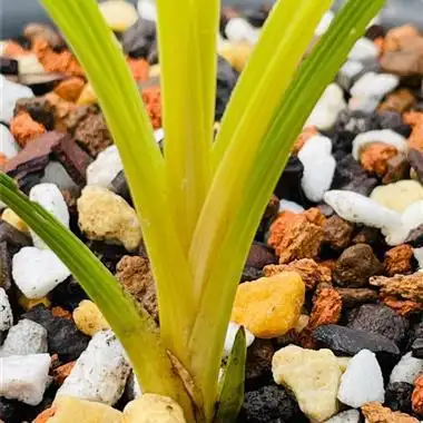 蕙兰朱金黄心草