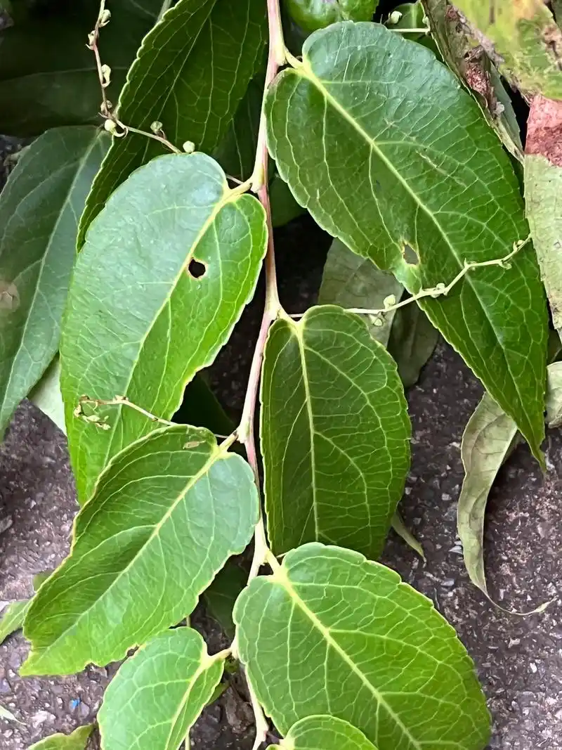 透骨草,也96叫,透骨香,的知道这个的都知道他的效果,这是我 - 抖音