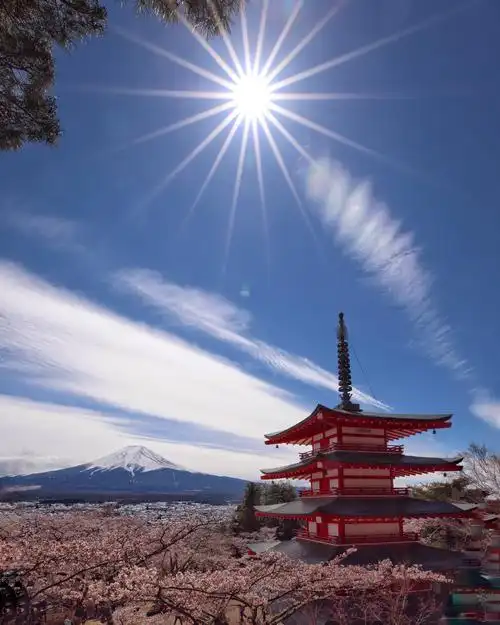 富士山下,十里樱花-东京纪行