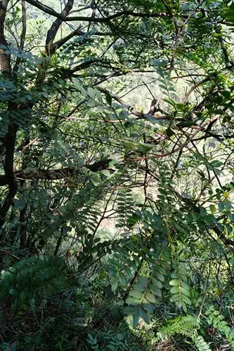 69 野采,探索记录 69 国庆假期广西山区野采紫油木  紫油木树长