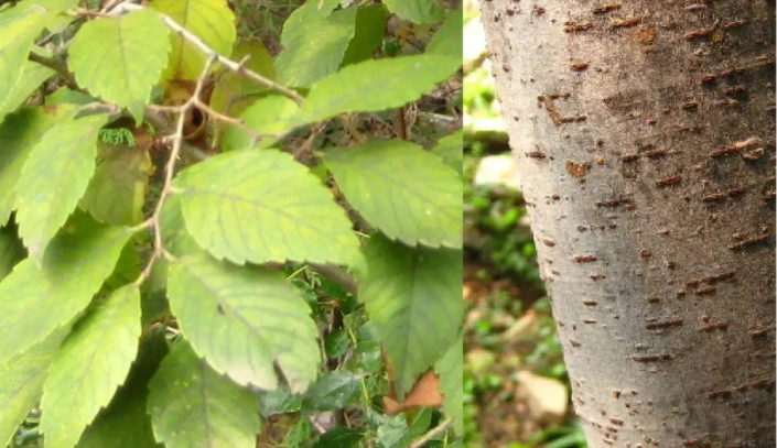 花皮榆树和榔榆有什么区别