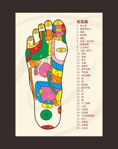 足疗反射图
