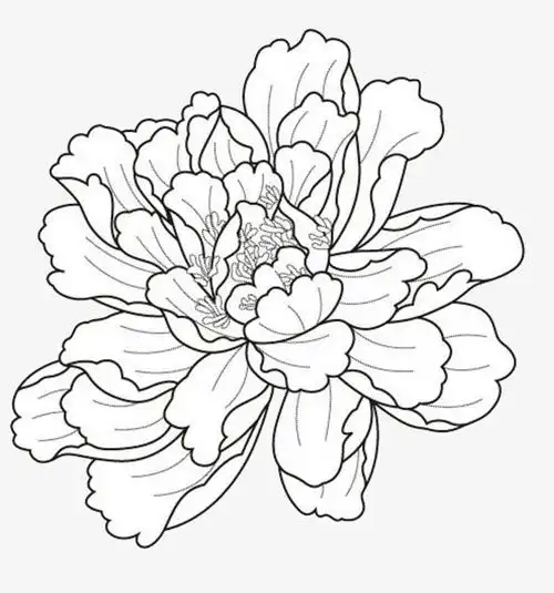 搜图123提供独家原创白色手绘勾线牡丹花下载,此素材图片已被下载11次