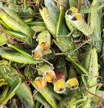 登倒山大蚂蚱棉蝗