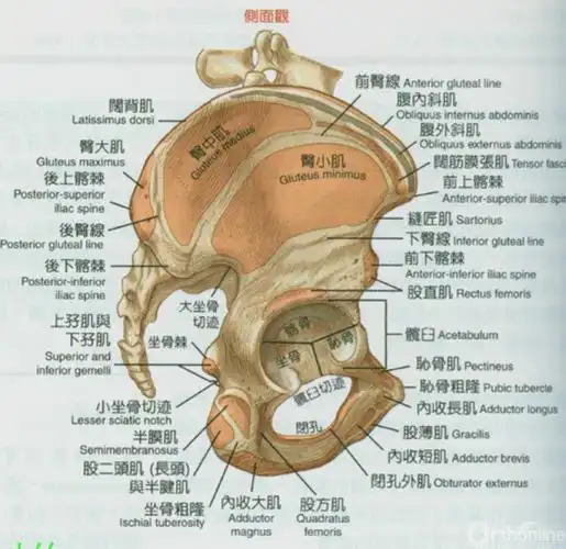 收藏图文解析髋关节周围的重要肌肉群
