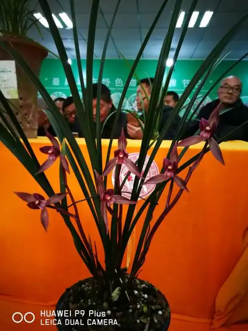 2017年2月28日第十四届兰花精品展在成都市温江区天府花城浓重举行