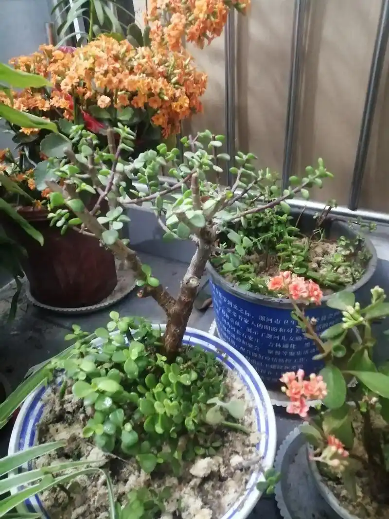 金枝玉叶大修剪,余下大枝又插扦.沿着盆边松松土, - 抖音