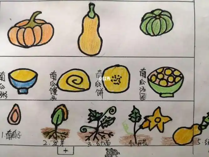 南瓜调查表幼儿园