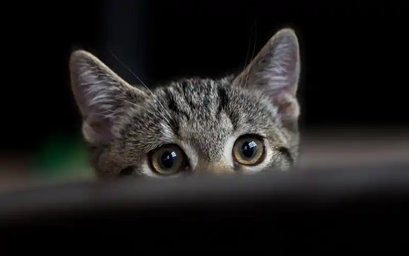 呆萌宠物猫咪犀利眼神搞笑可爱表情桌面壁纸(二)