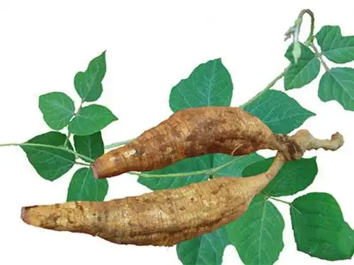 葛根对女性功效与作用女人吃葛根并不相当于吃激素