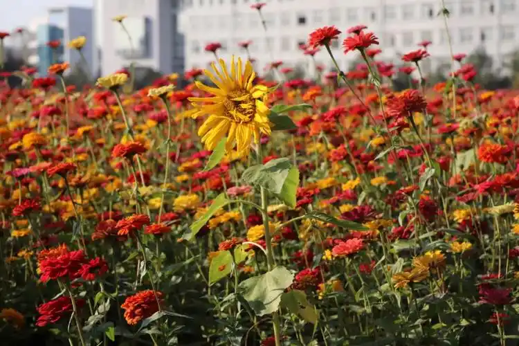 景深三要素是指什么(摄影景深3要素是什么)-微赚云博客