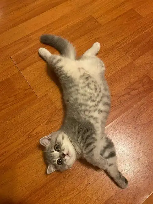 蓝猫和银渐层的baby