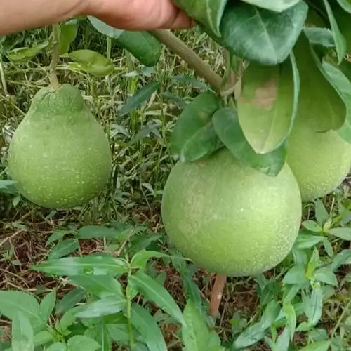 嘉祥泰国翡翠红心青柚苗一棵多少元