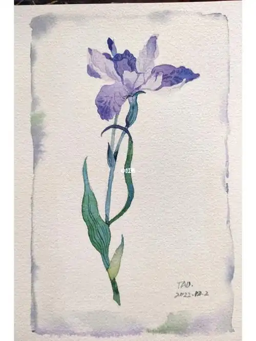 水彩植物鸢尾花