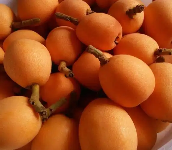 画里瀛湖/富硒枇杷