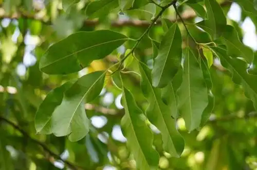 乐昌含笑,是大眼睛啊