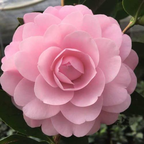 精品乌马克名贵稀有福建龙岩正品茶花粉色茶花室内外阳台花卉绿植