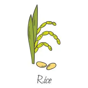 水稻手绘矢量卡通手绘水稻收获照片