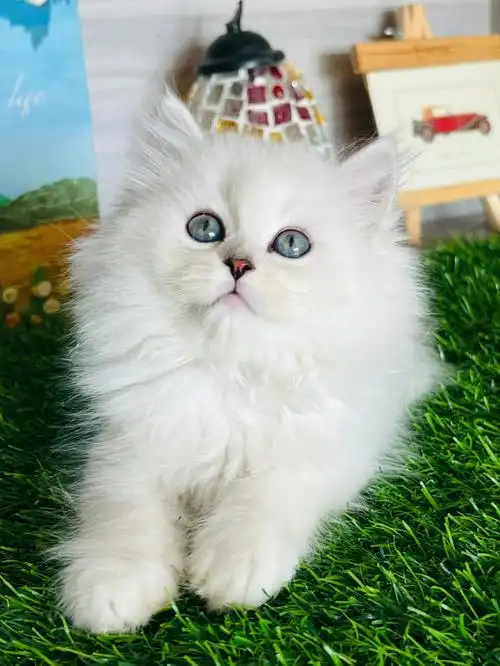 金吉拉猫西安猫舍欢迎上门选购