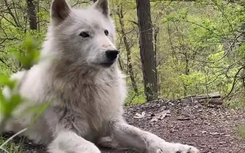 【nikai】世界第一可爱小狼!有时间的话一定要看到最后