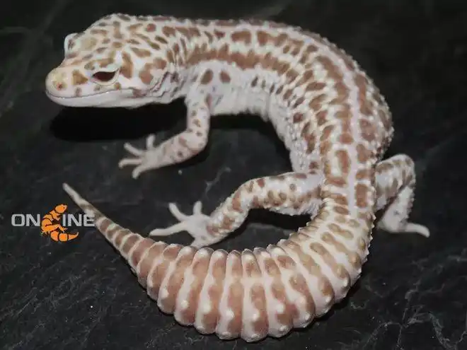 雪花类豹纹守宫概要snowedition