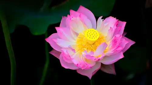 清新荷花摄影图片高清宽屏桌面壁纸