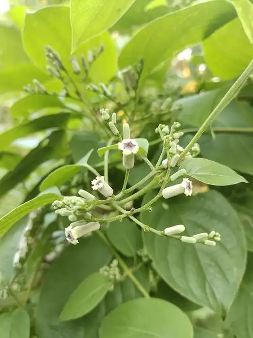 鸡屎藤,茜草科,鸡屎藤属.
