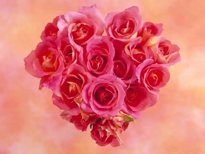 阴影,爱心,装饰,反射,影子,玫瑰花,很多,浪漫,粉色,温暖,温馨,心形