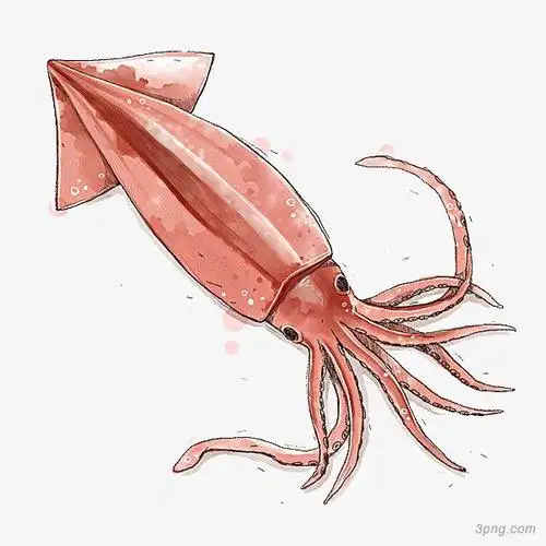一条鱿鱼png素材透明免抠图片-动植人物