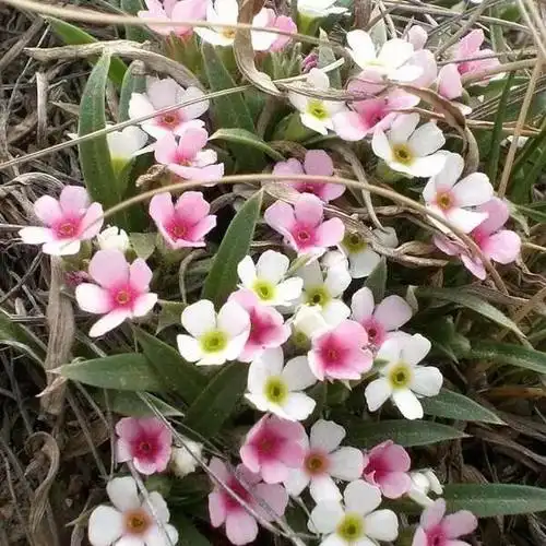 每日一花点地梅生命力强种子能自播繁殖