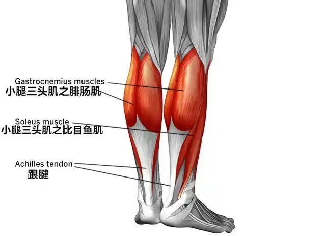 如何提高跟腱柔韧性?听听医生意见