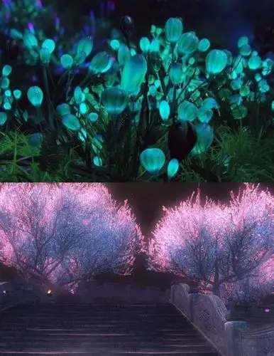 上面的是 夜光树,下面的是 灯笼树哦,特别漂亮吧