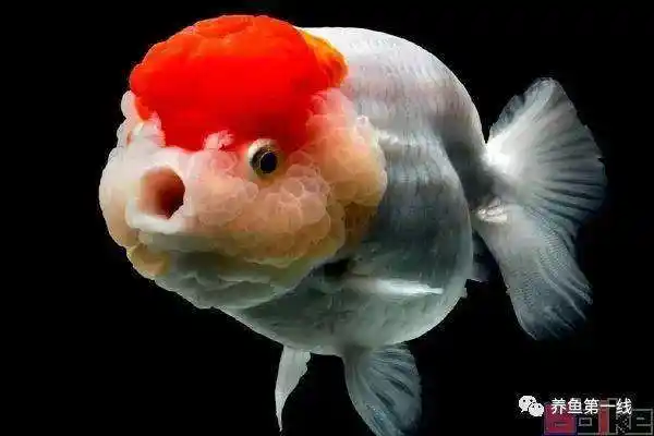 金鱼简史:金鱼家化与分类和品种,共分四大类有160个品种左右