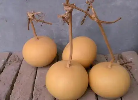 短柄锤形葫芦,小型圆葫芦,苹果型葫芦,范模长型葫芦,美国小葫芦等