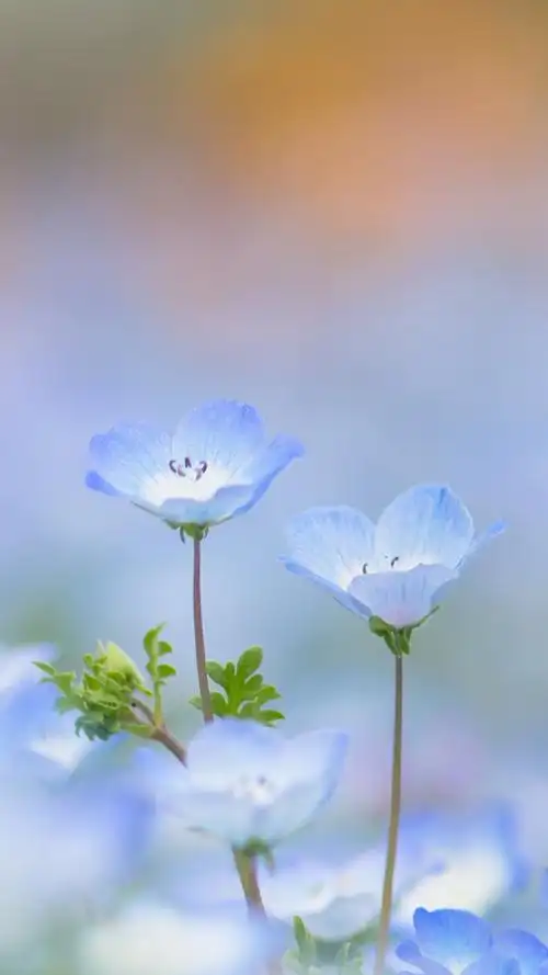 清新唯美花卉植物微距摄影高清 简介 清新淡雅