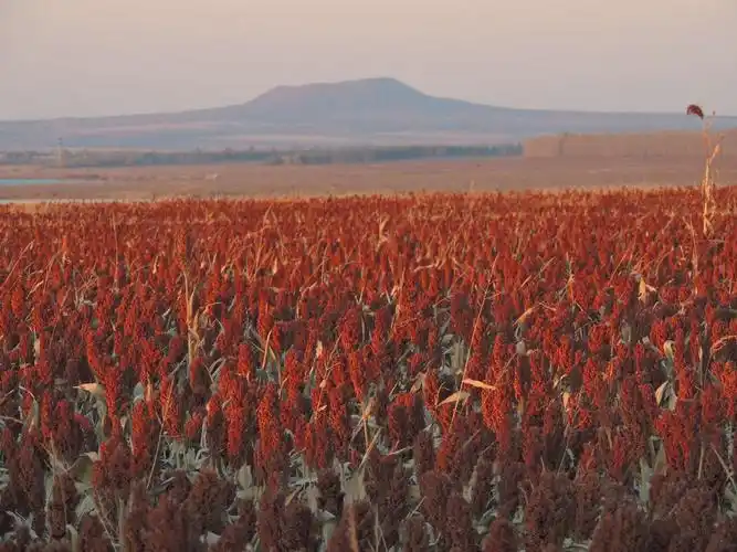 熟透的高粱红满天!