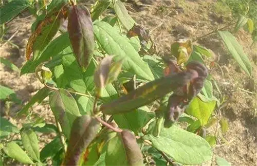 金银花炭疽病的防治方法 - 农业病害 - 黔农网